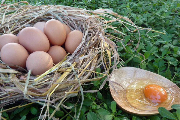 たまごのきもち　たまごファームさえき