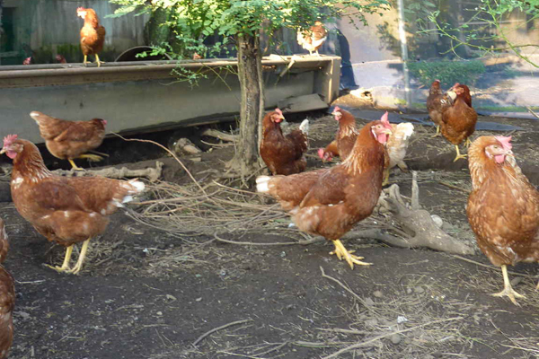 たまごのきもち　たまごファームさえき